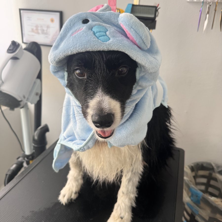 Glad hund efter pleje hos AuroraPaw