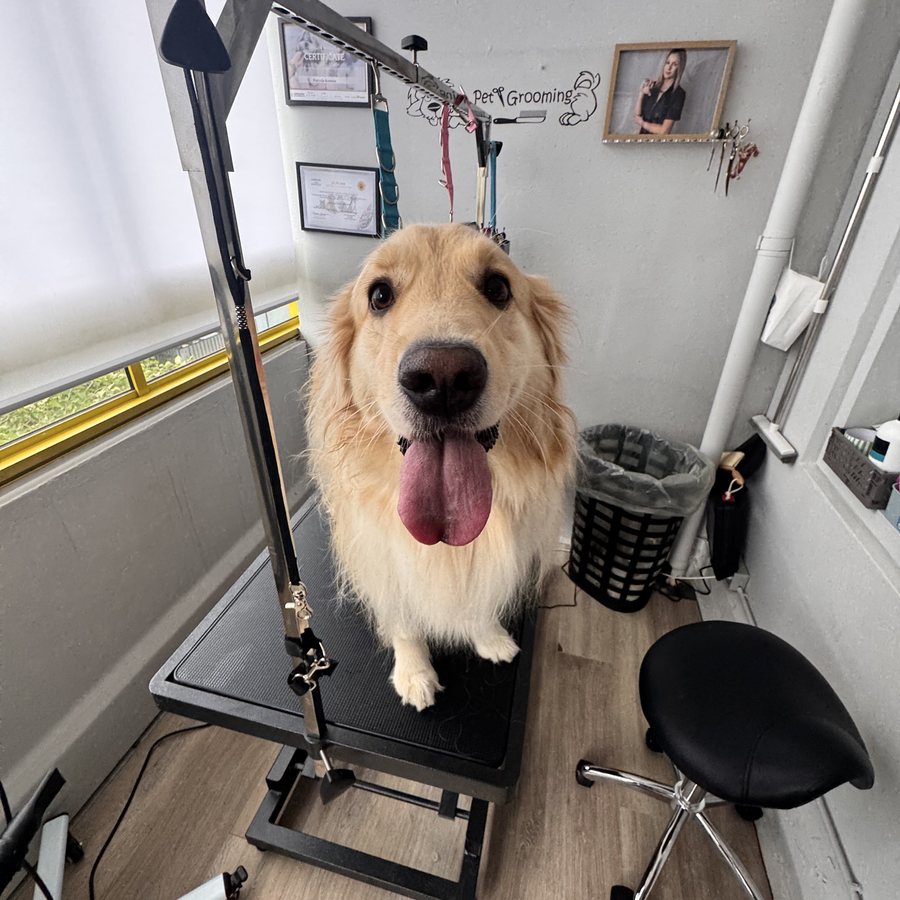 Stor hund hos AuroraPaw